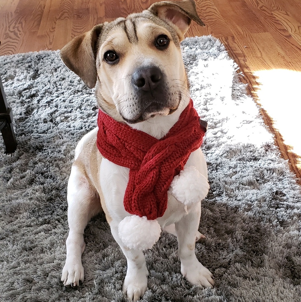 Meet your Posher, Darrell